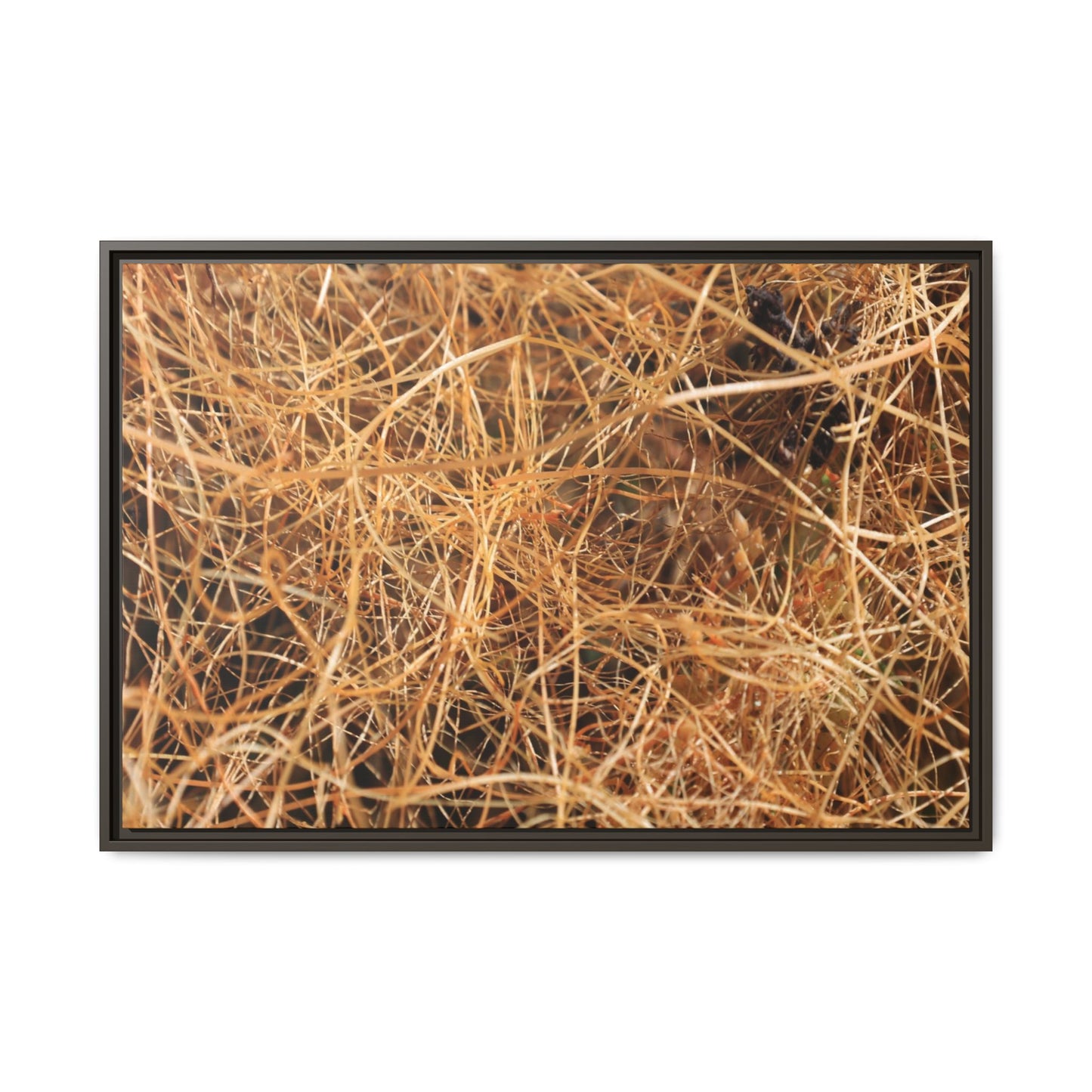 Dried Grass - Unique Stretched Canvas Wall Art - Art By Earth
