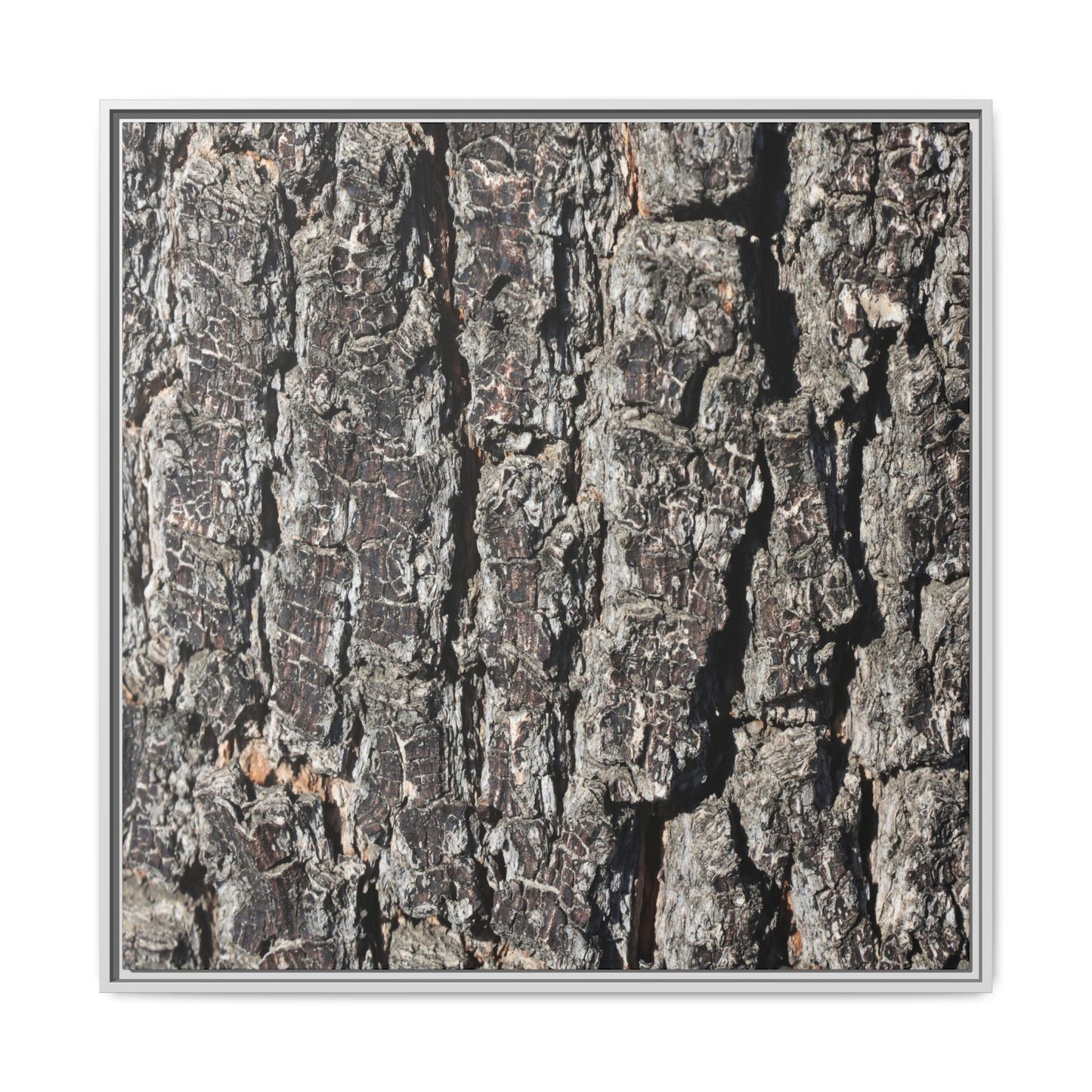Bark Study in Gray - Unique Stretched Canvas Wall Art - Art By Earth