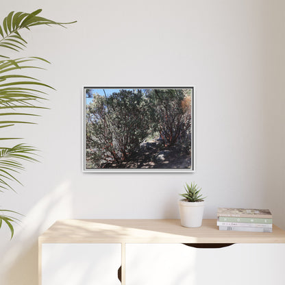 Desert Trail Through Blooming Manzanita - Unique Stretched Canvas Wall Art
