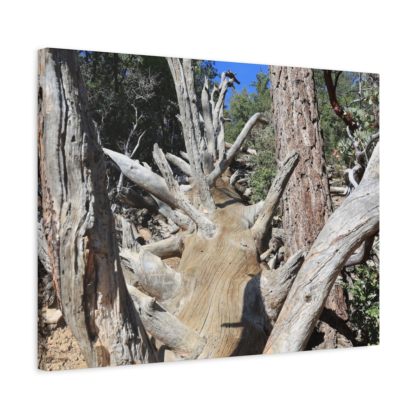 Twisted Roots - Unique Frameless Canvas Wall Art