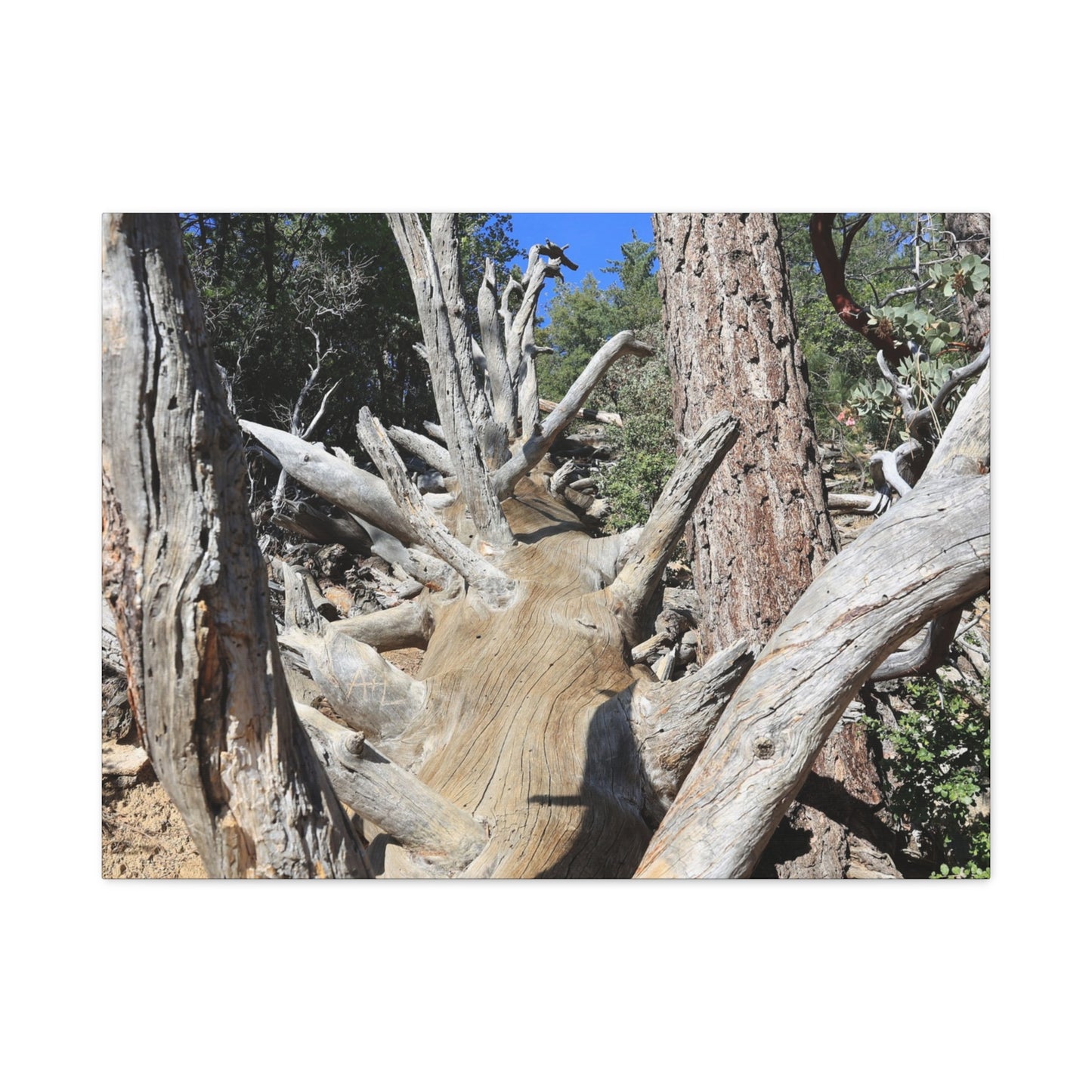 Twisted Roots - Unique Frameless Canvas Wall Art