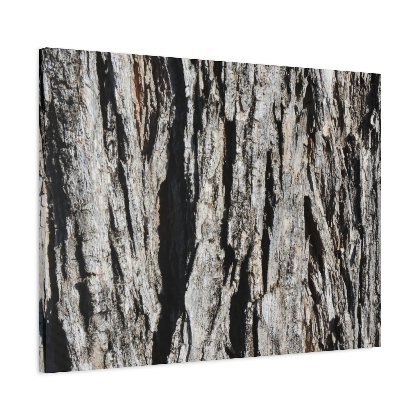 Bark Textures in Monochrome - Unique Frameless Canvas Wall Art - Art By Earth