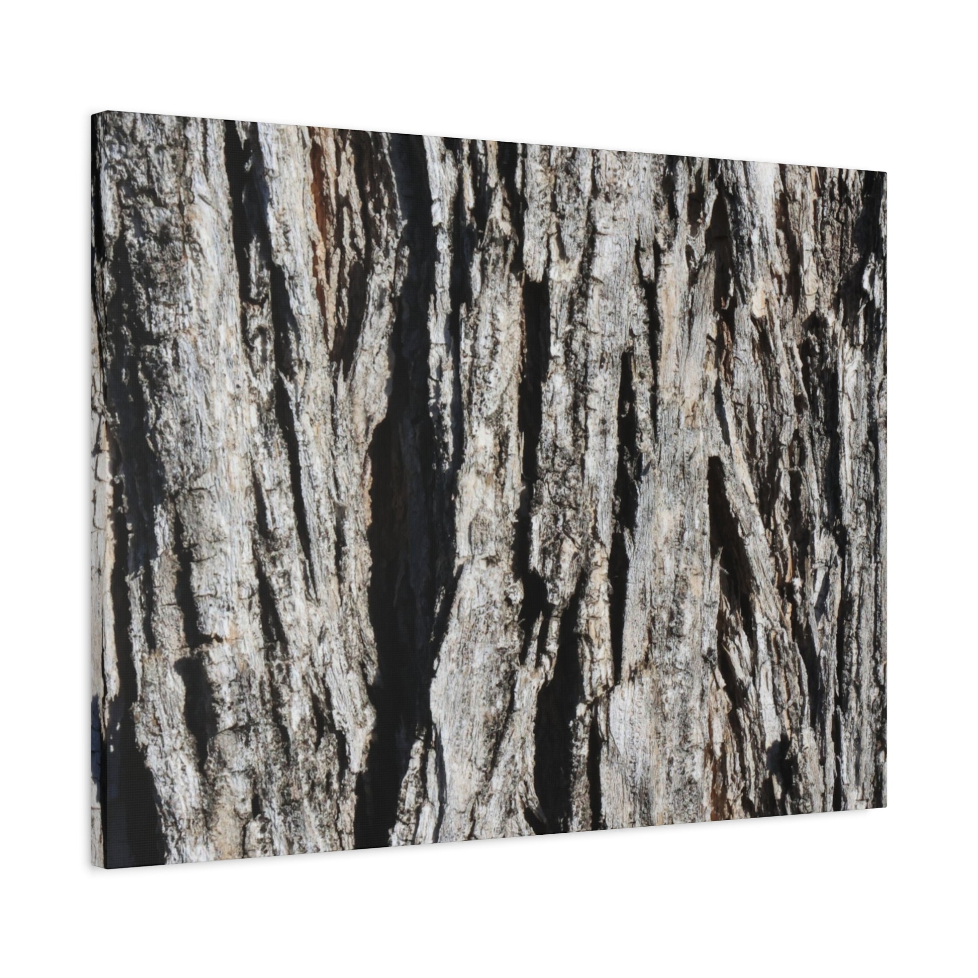 Bark Textures in Monochrome - Unique Frameless Canvas Wall Art - Art By Earth