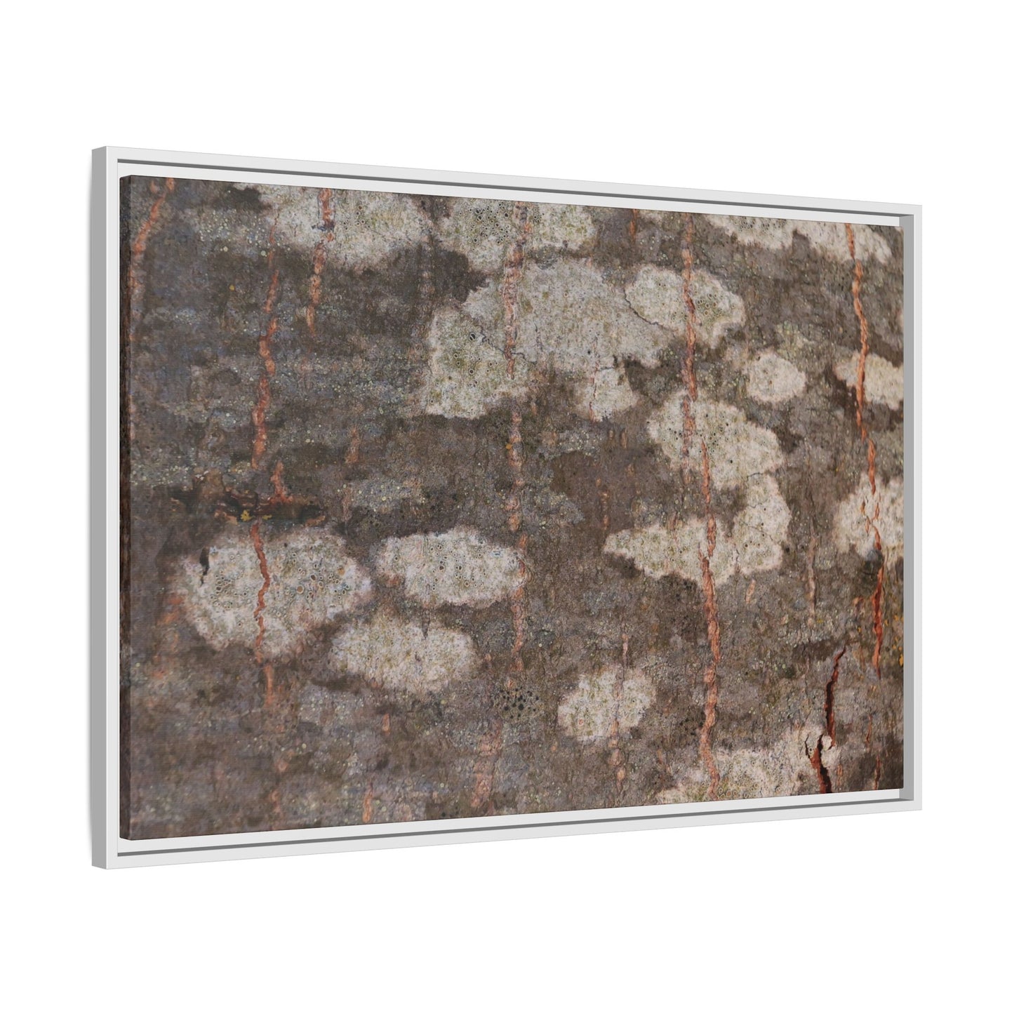Lichen's Legacy - Unique Stretched Canvas Wall Art - Art By Earth
