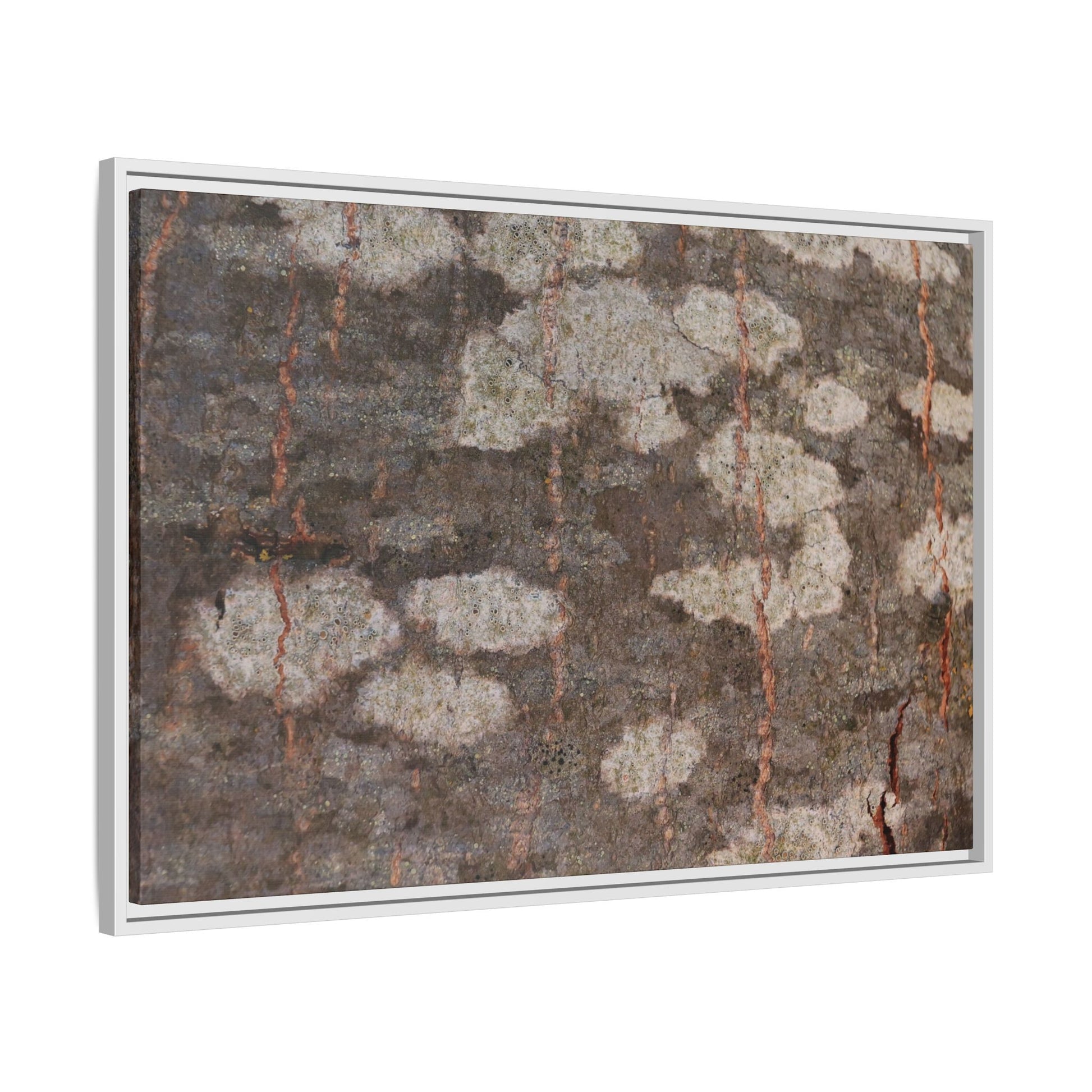 Lichen's Legacy - Unique Stretched Canvas Wall Art - Art By Earth