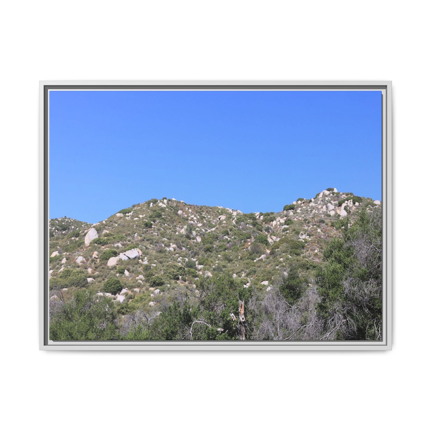 Sparse Vegetation - Unique Stretched Canvas Wall Art