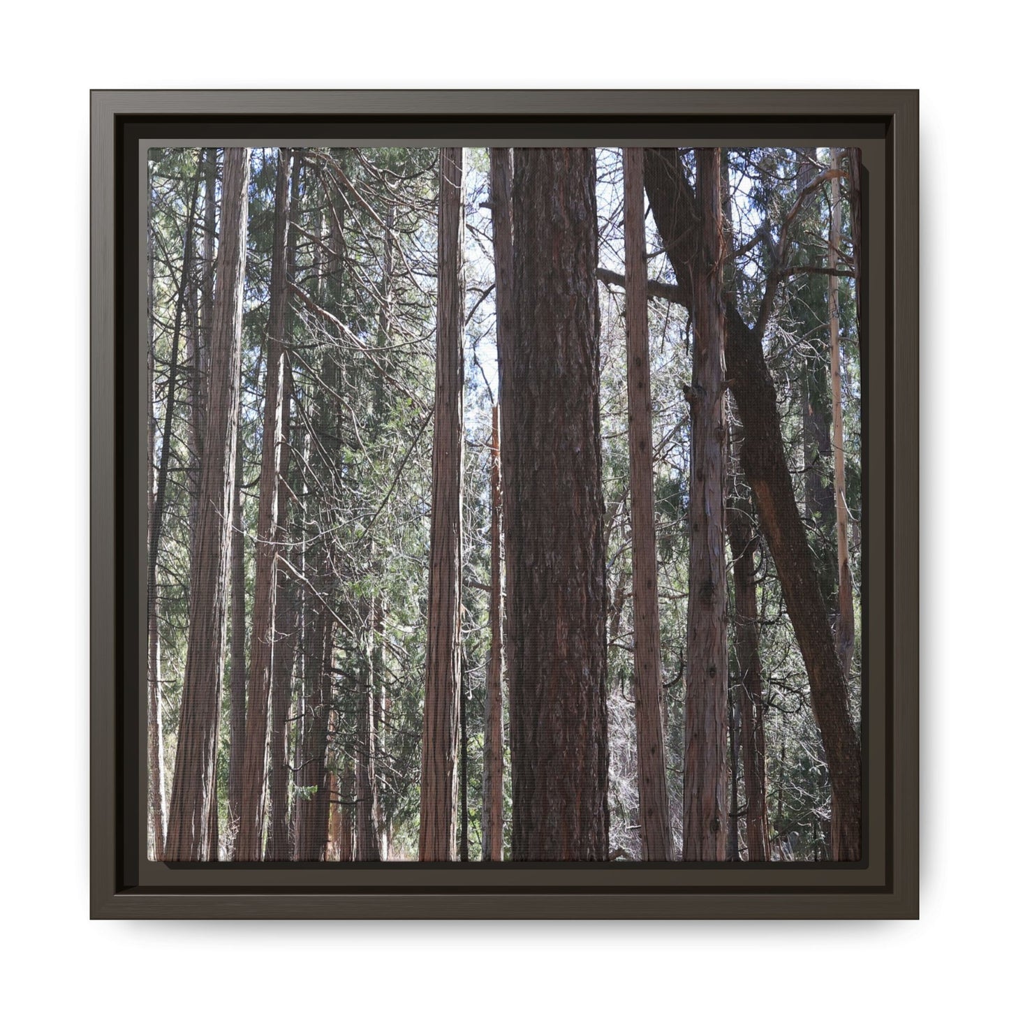 Forest Cathedral - Unique Stretched Canvas Wall Art - Art By Earth