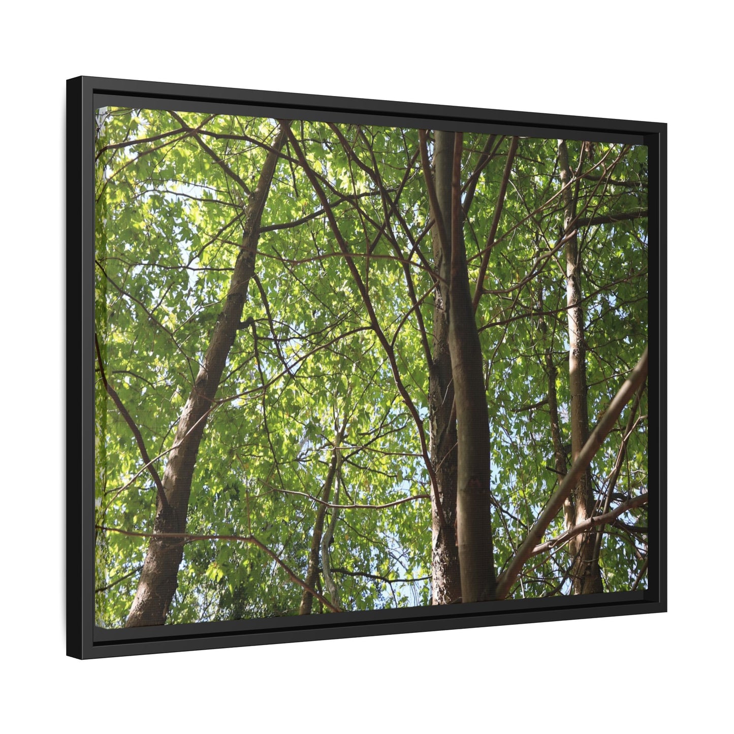 Forest Branches - Unique Stretched Canvas Wall Art