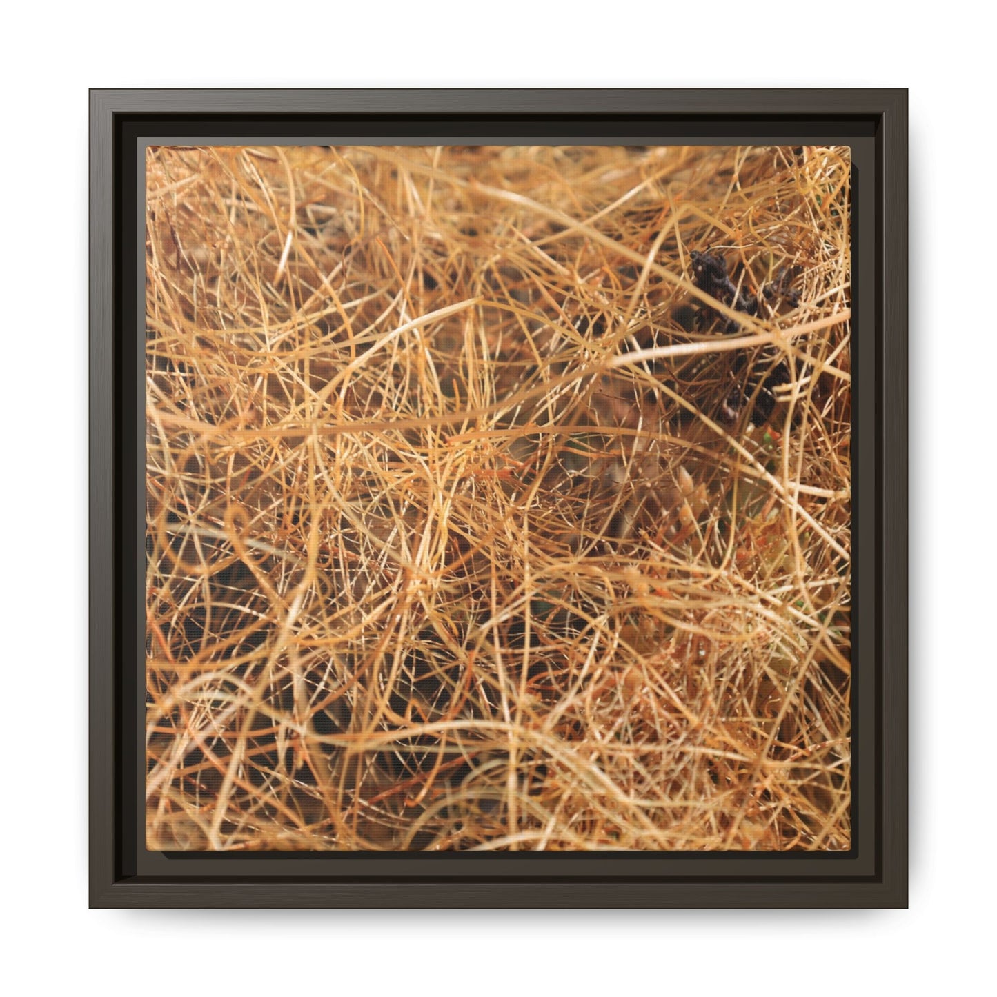 Dried Grass - Unique Stretched Canvas Wall Art - Art By Earth