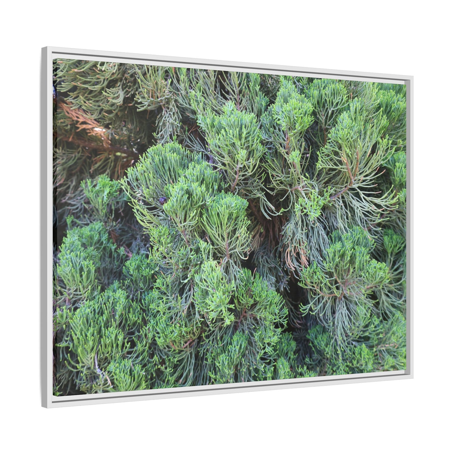 Verdant Whispers - Unique Stretched Canvas Wall Art - Art By Earth