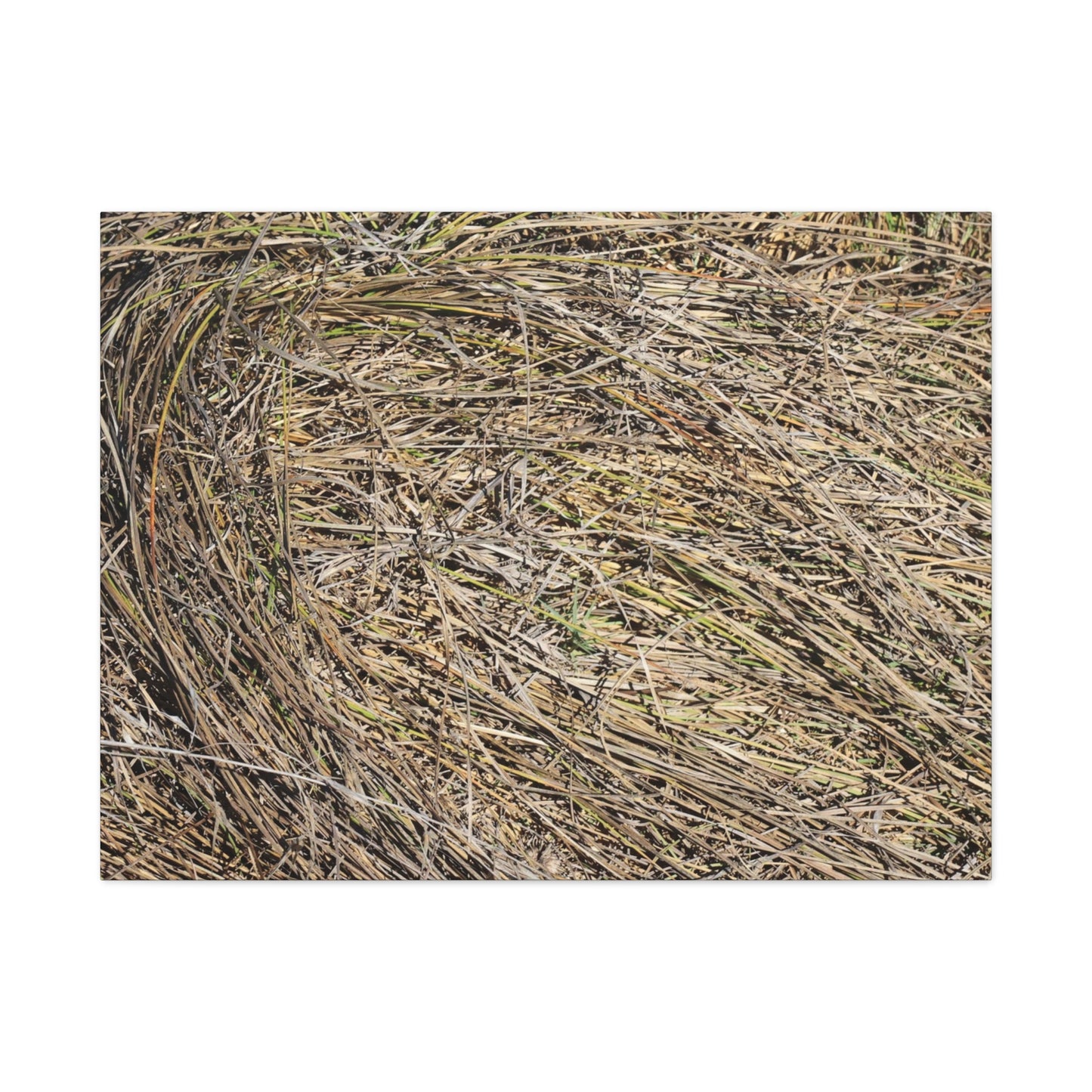 Tangled Hay - Unique Stretched Canvas Wall Art - Art By Earth