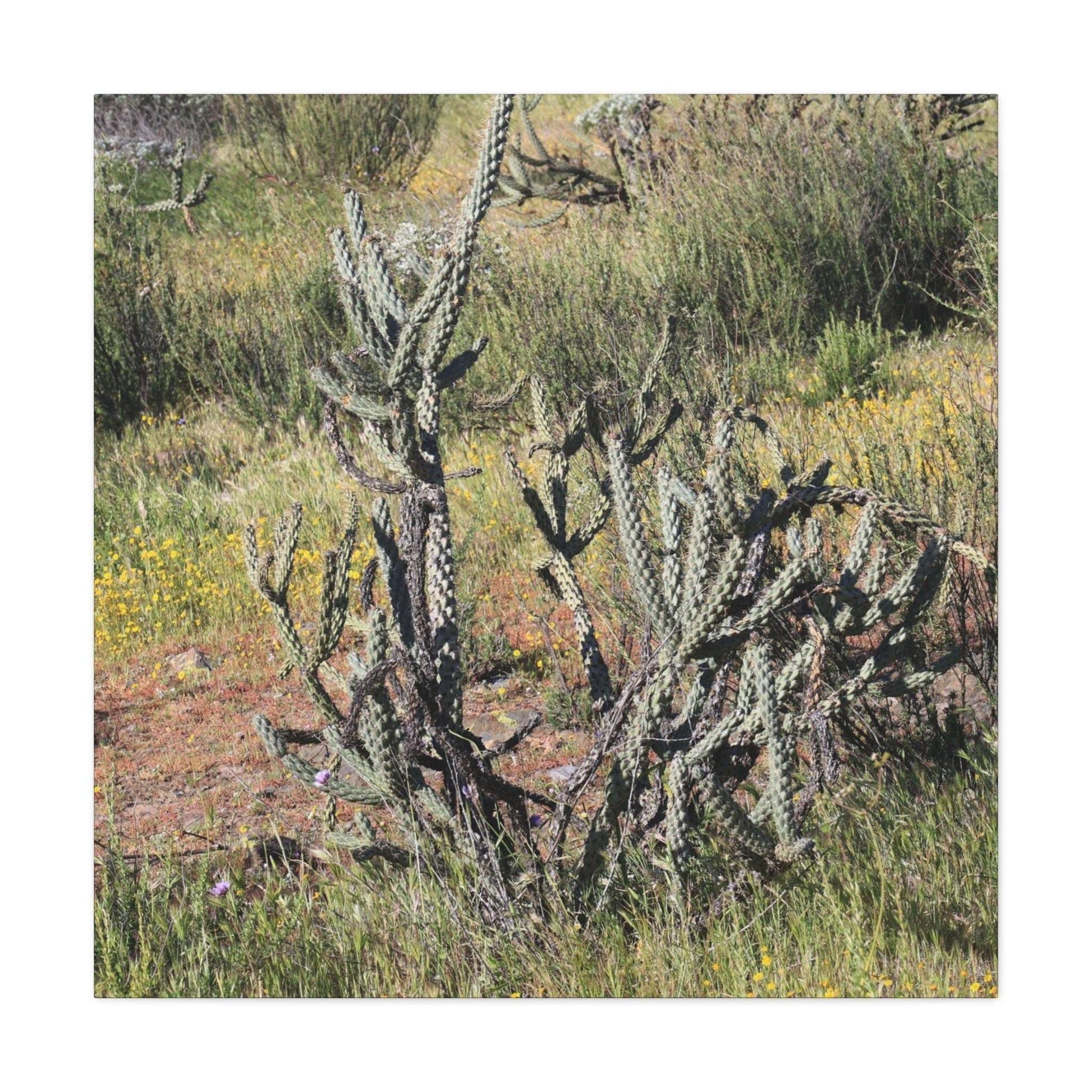 Desert Bloom in Shadow - Unique Frameless Canvas Wall Art - Art By Earth