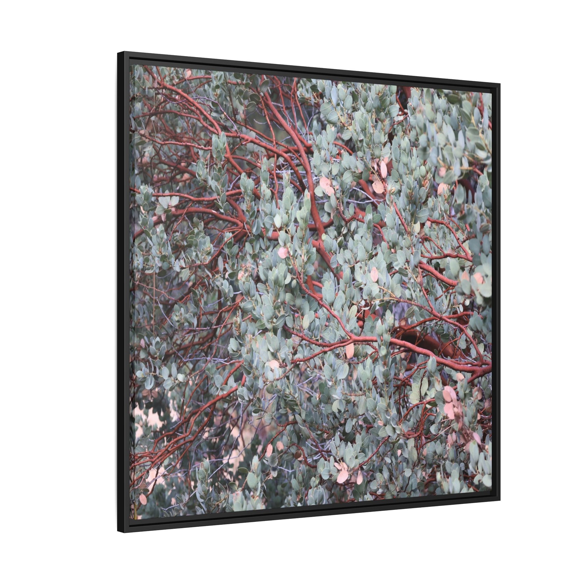 Whispers of Sage - Unique Stretched Canvas Wall Art - Art By Earth