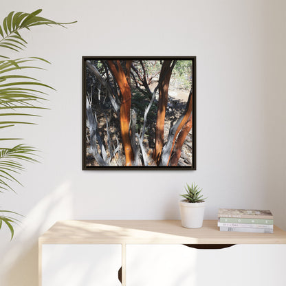 Eucalyptus Grove - Unique Stretched Canvas Wall Art