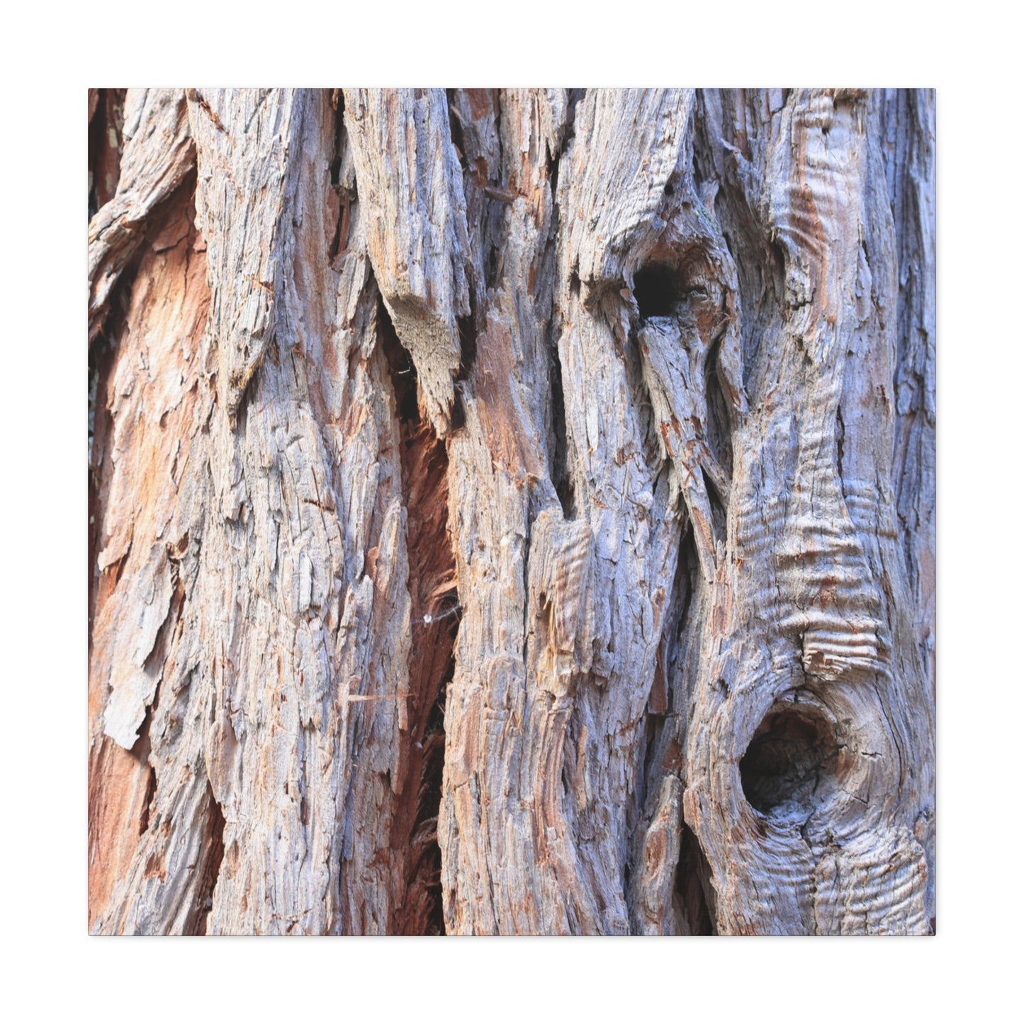 Aged Bark Surface - Unique Frameless Canvas Wall Art - Art By Earth