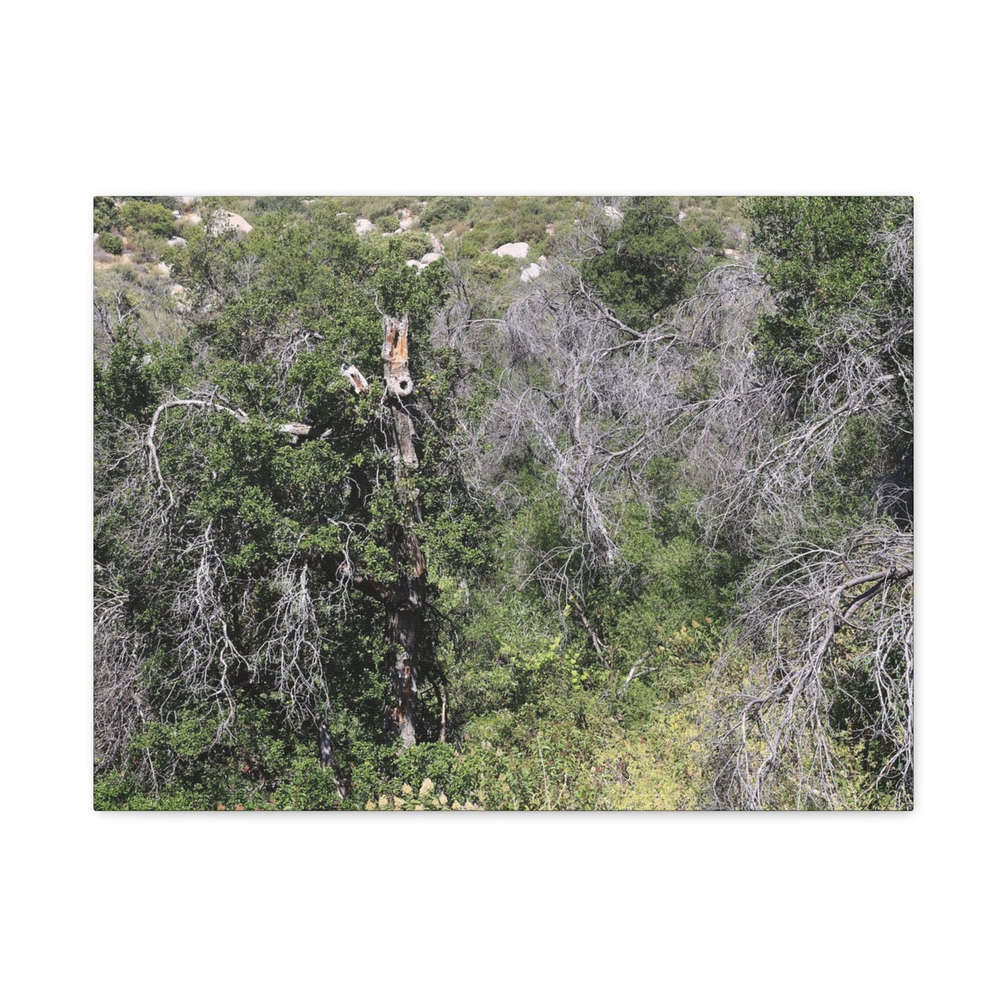 Drought-Stricken Forest - Unique Frameless Canvas Wall Art