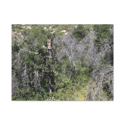 Drought-Stricken Forest - Unique Frameless Canvas Wall Art