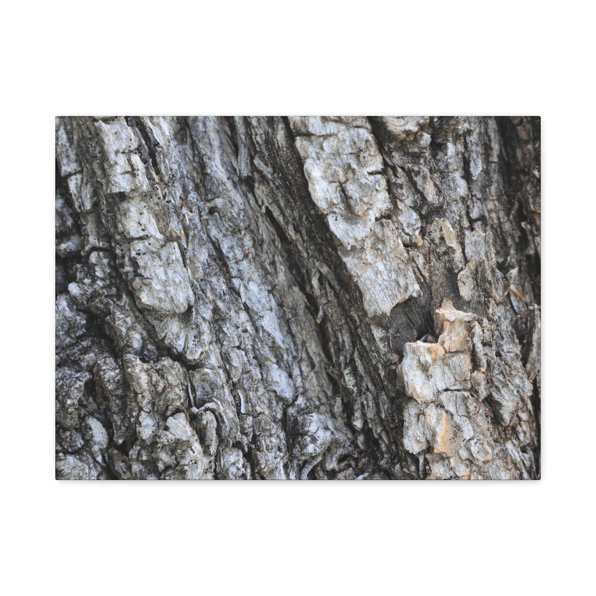 Nature's Rough Embrace - Unique Frameless Canvas Wall Art - Art By Earth