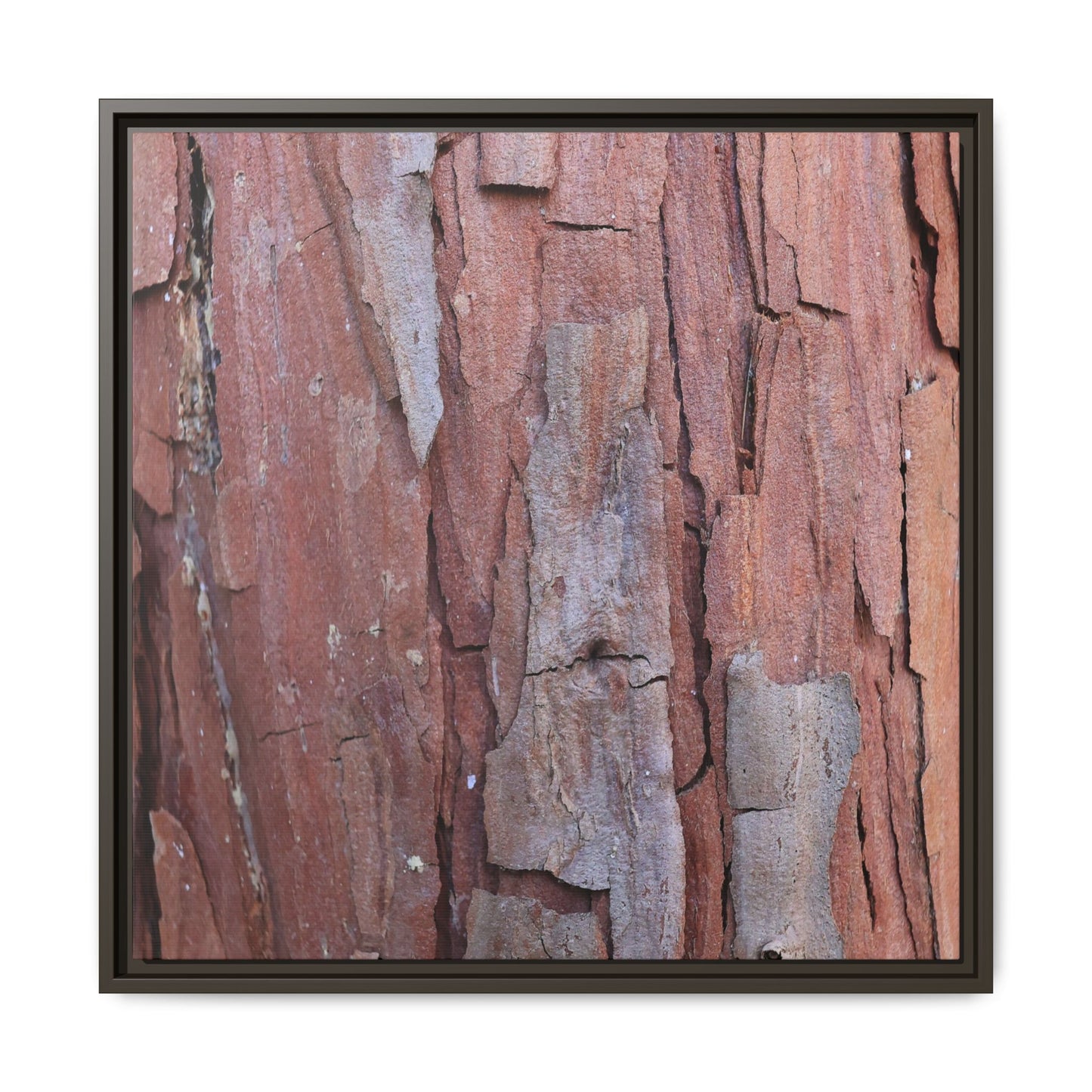 Peeling Bark - Unique Stretched Canvas Wall Art - Art By Earth