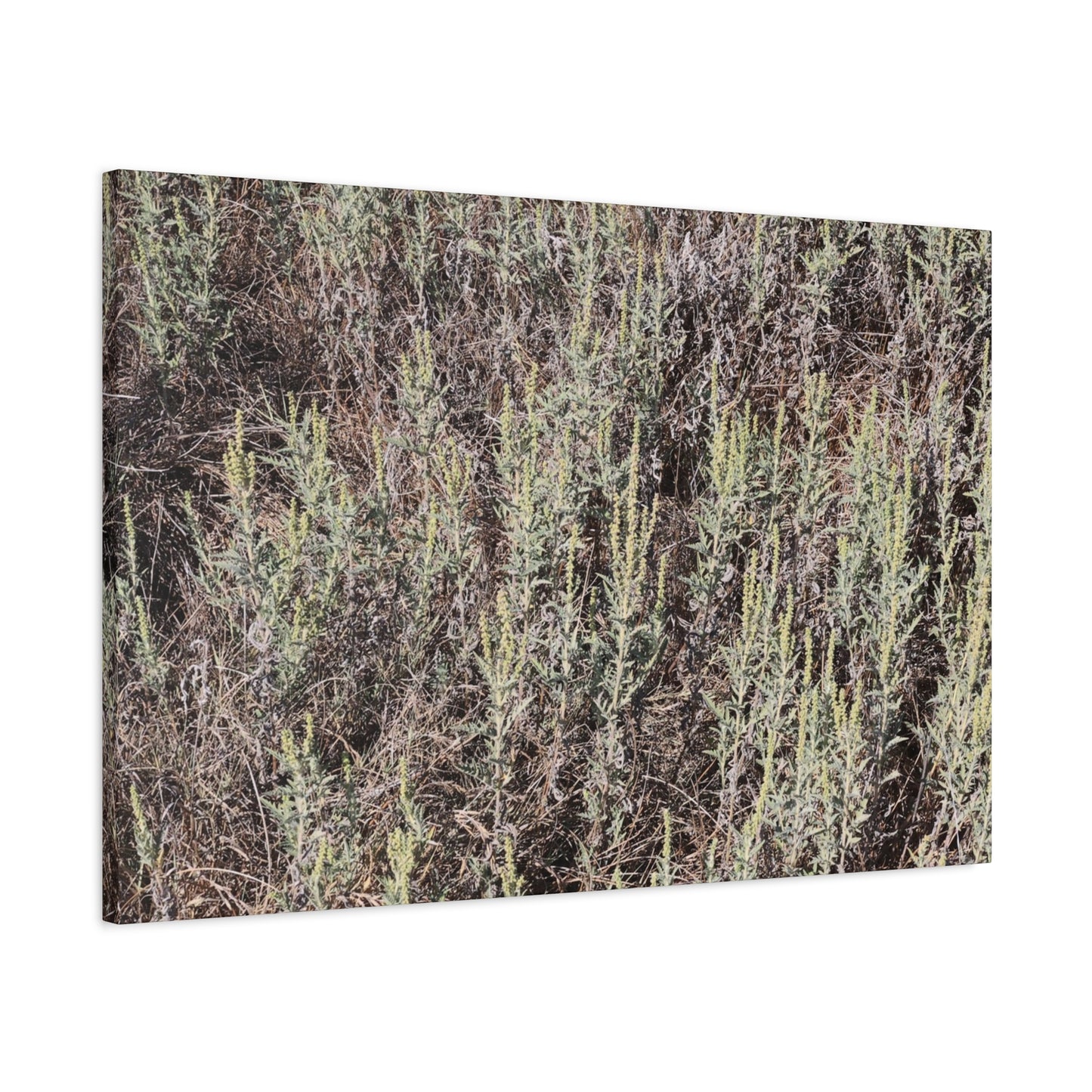 Whispers in the Sage - Unique Stretched Canvas Wall Art - Art By Earth