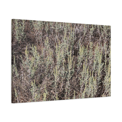 Whispers in the Sage - Unique Stretched Canvas Wall Art - Art By Earth