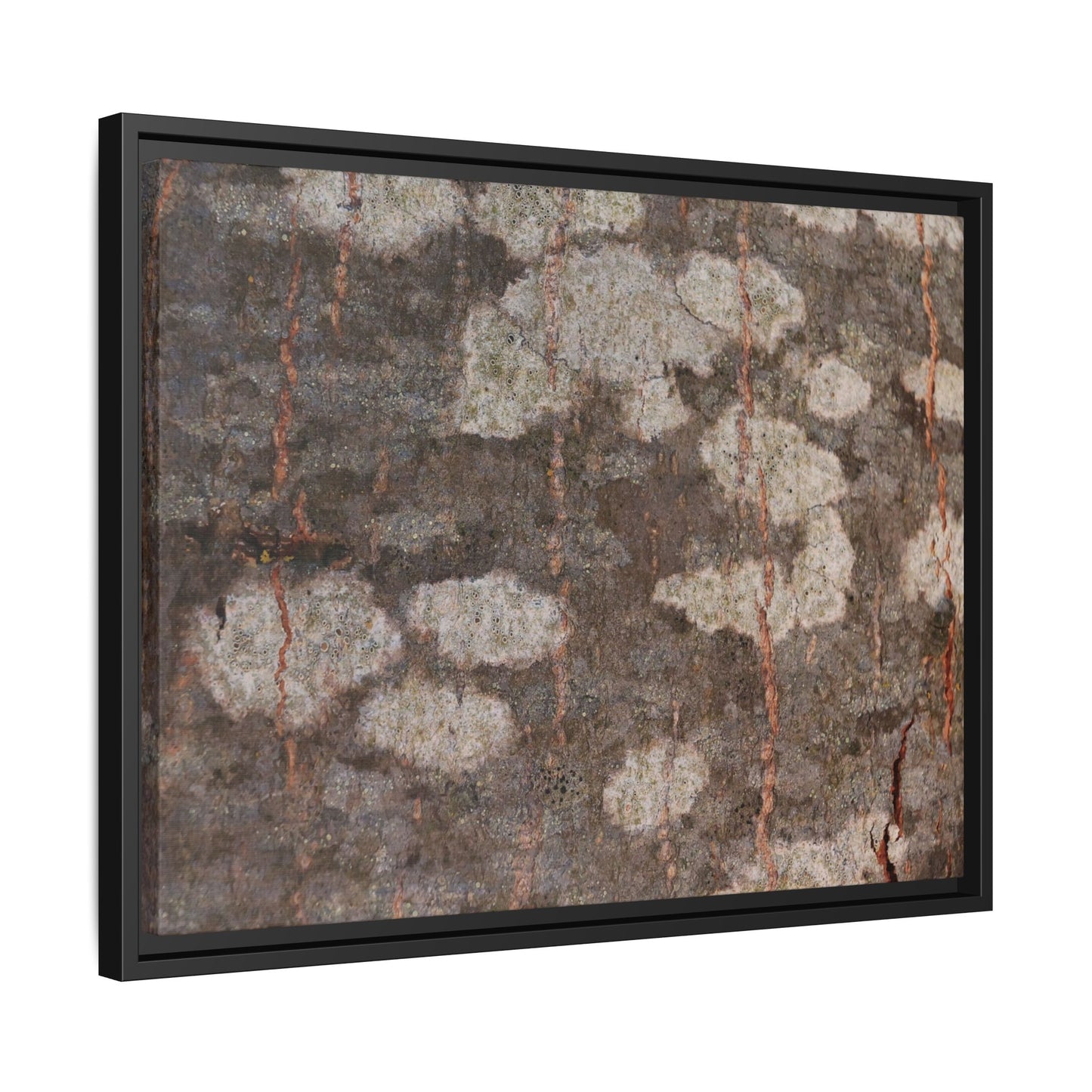 Lichen's Legacy - Unique Stretched Canvas Wall Art - Art By Earth