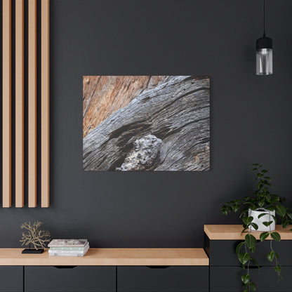 Tree Bark Texture - Unique Frameless Canvas Wall Art - Art By Earth