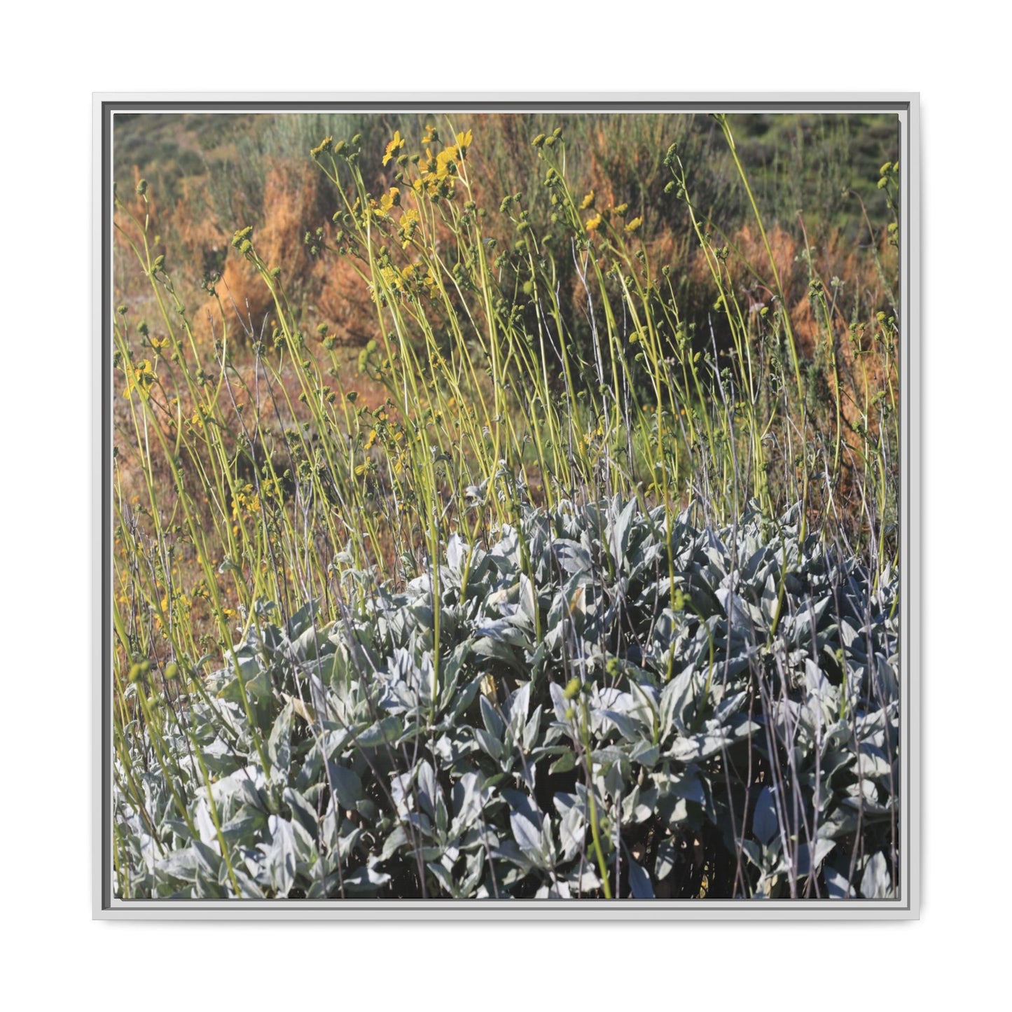Arid Landscape with Yellow Flowers - Unique Stretched Canvas Wall Art - Art By Earth