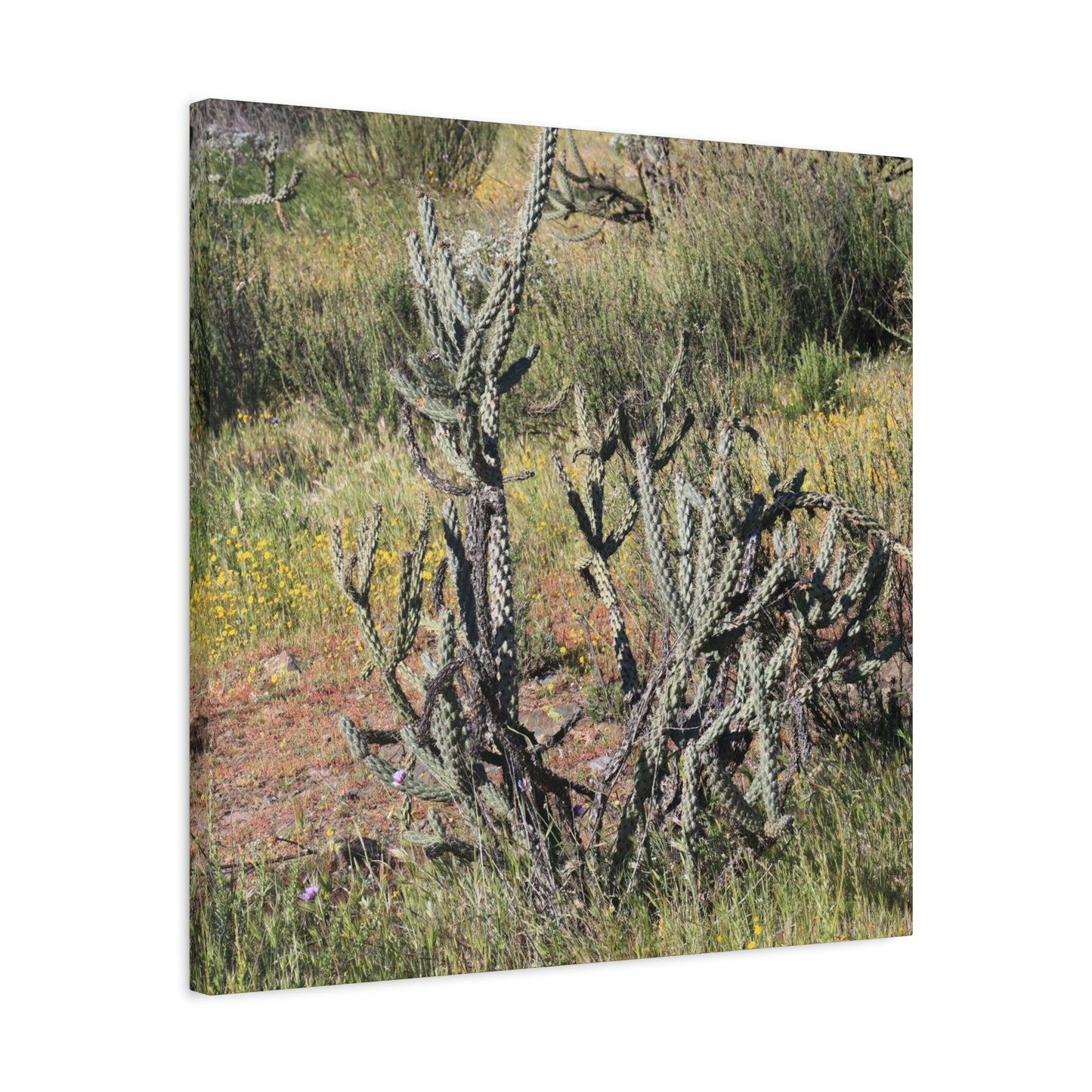 Desert Bloom in Shadow - Unique Frameless Canvas Wall Art - Art By Earth