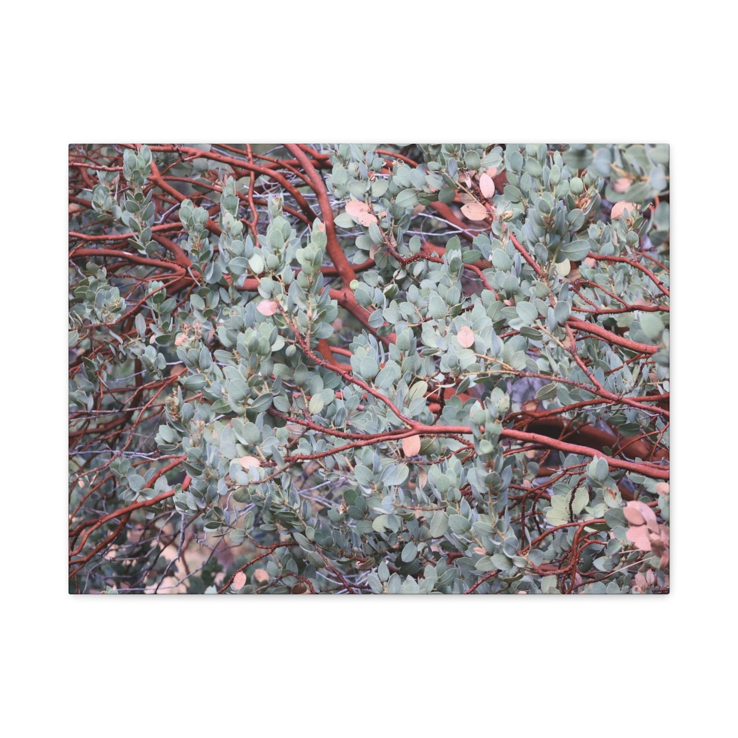 Whispers of Silver and Rust - Unique Frameless Canvas Wall Art - Art By Earth