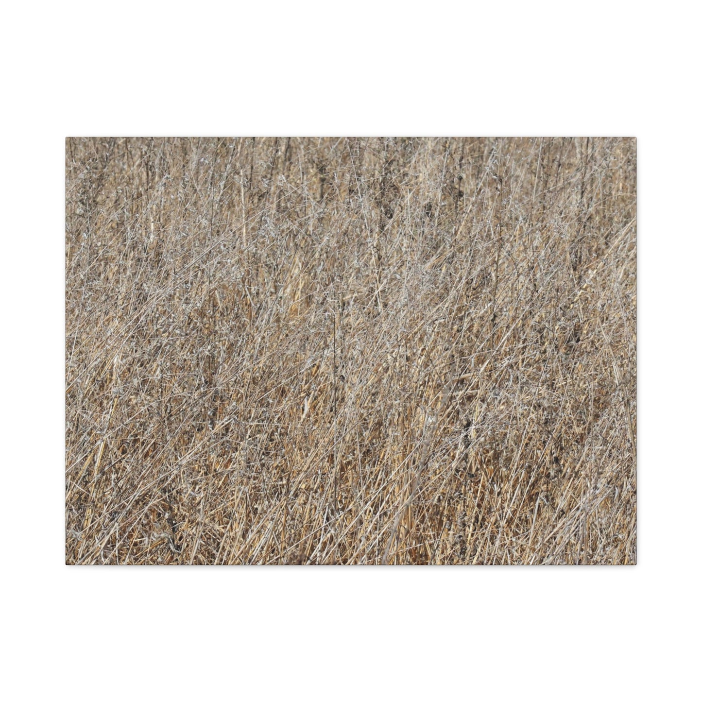Silent Prairie - Unique Frameless Canvas Wall Art - Art By Earth