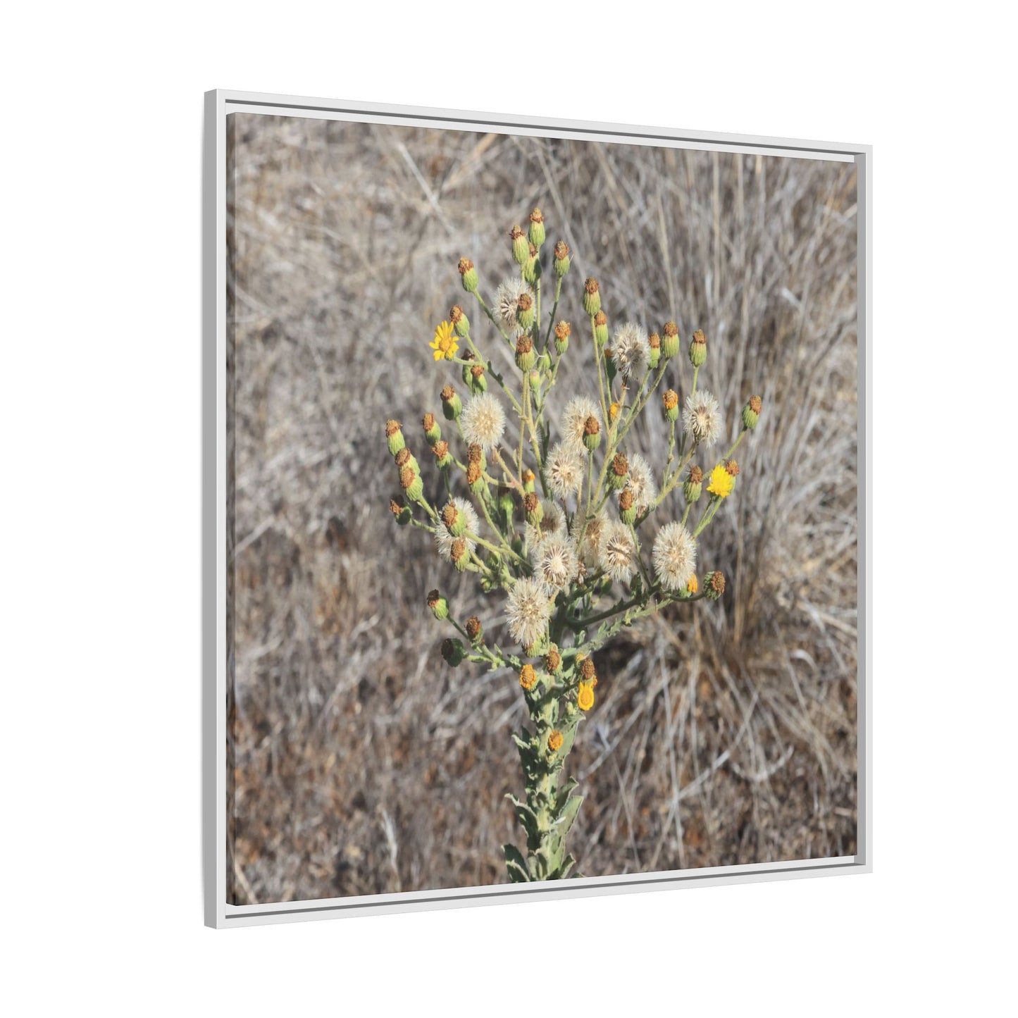 Whispers of the Dry Grass - Unique Stretched Canvas Wall Art - Art By Earth