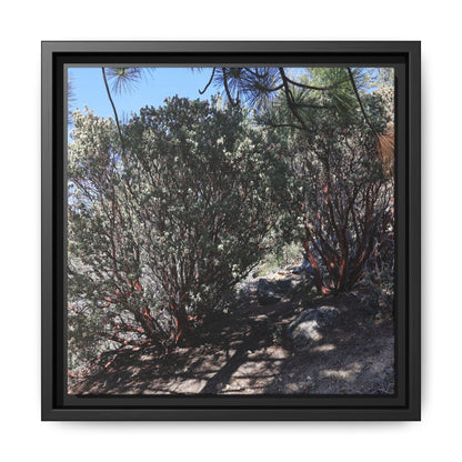 Desert Trail Through Blooming Manzanita - Unique Stretched Canvas Wall Art