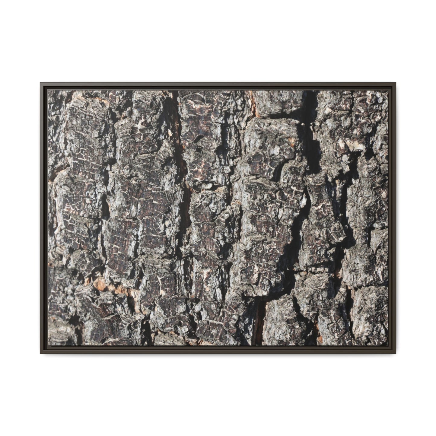 Bark Study in Gray - Unique Stretched Canvas Wall Art - Art By Earth