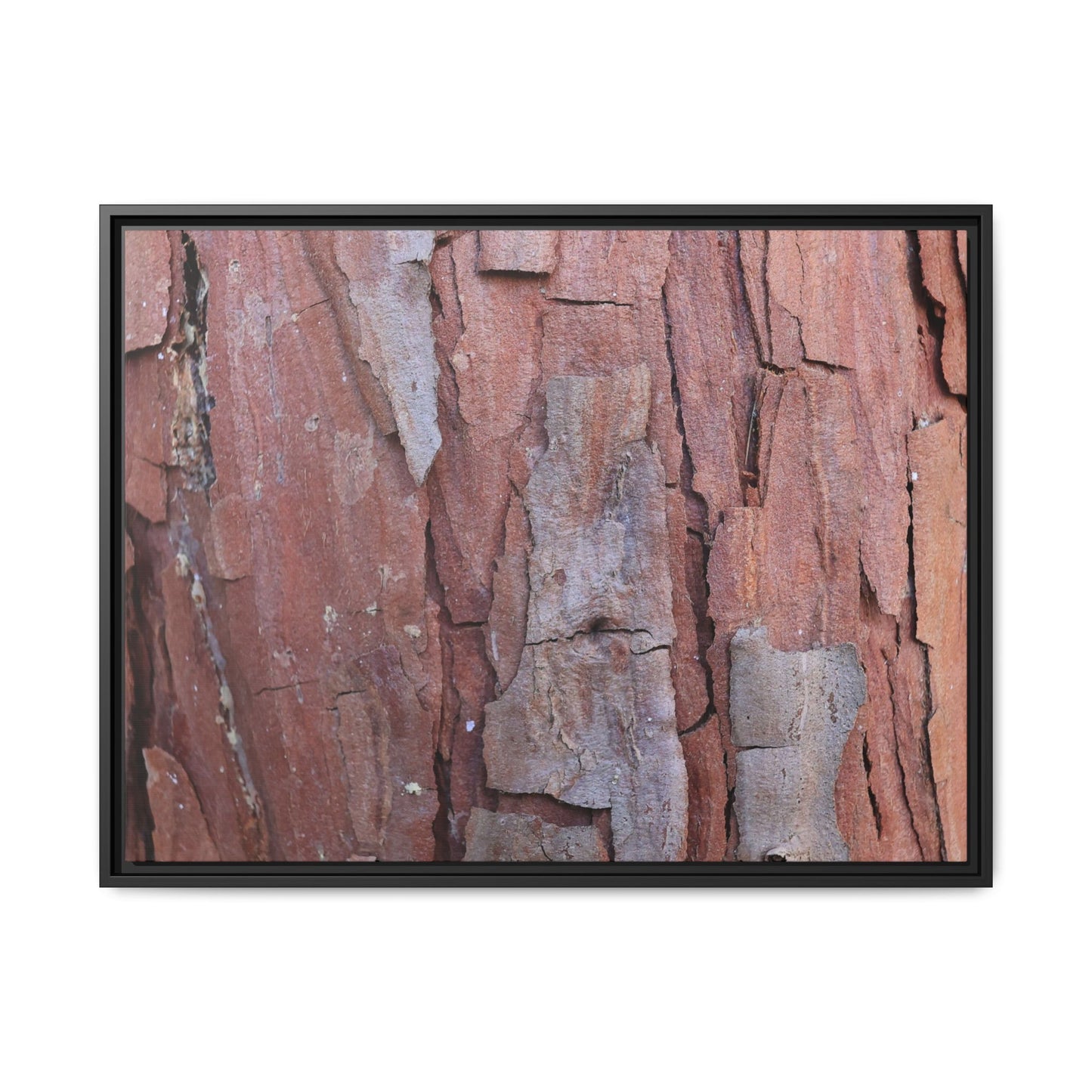 Peeling Bark - Unique Stretched Canvas Wall Art - Art By Earth