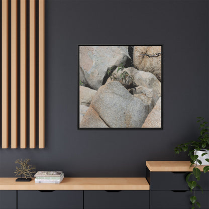 Desert Plant Thriving Among Rocks - Unique Stretched Canvas Wall Art