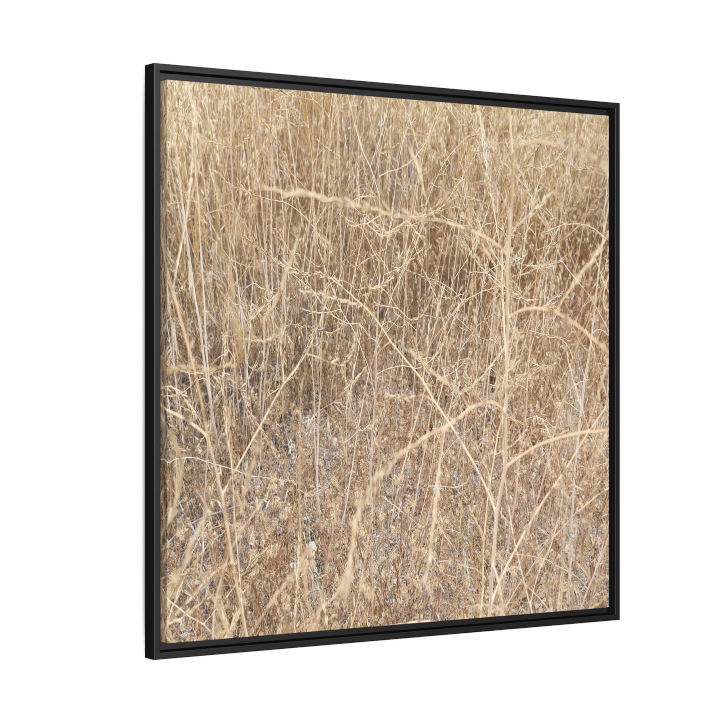 Golden Stalks - Unique Stretched Canvas Wall Art - Art By Earth