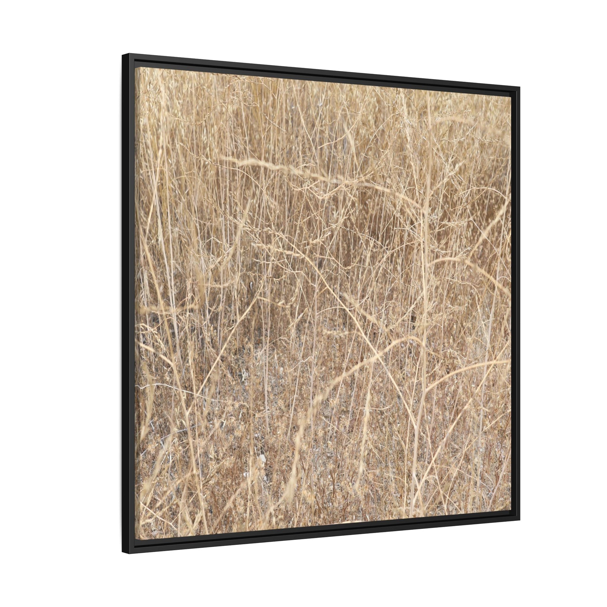 Golden Stalks - Unique Stretched Canvas Wall Art - Art By Earth