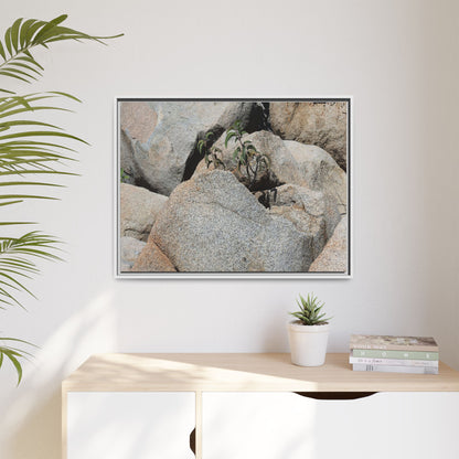 Desert Plant Thriving Among Rocks - Unique Stretched Canvas Wall Art