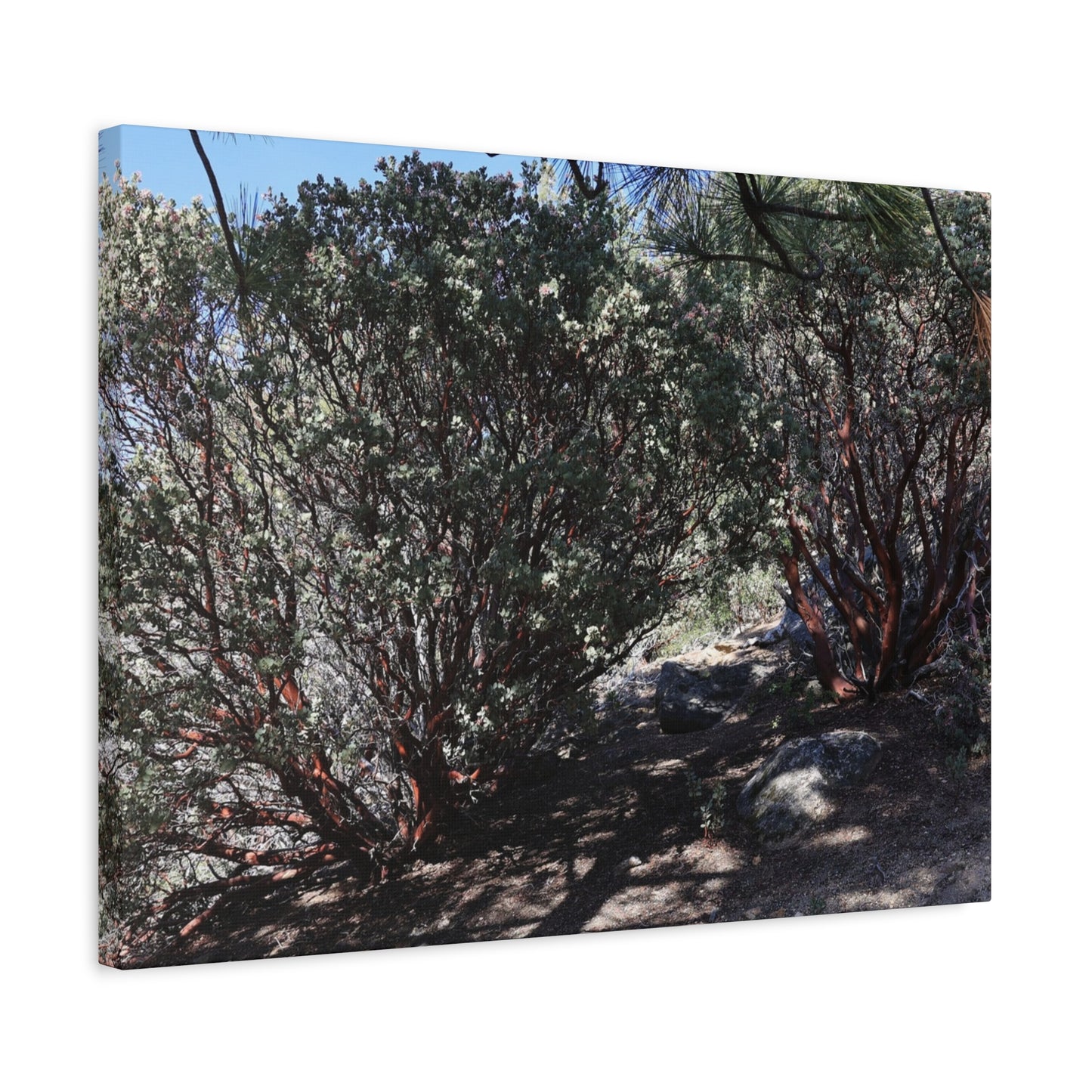 Desert Blooms - Unique Frameless Canvas Wall Art