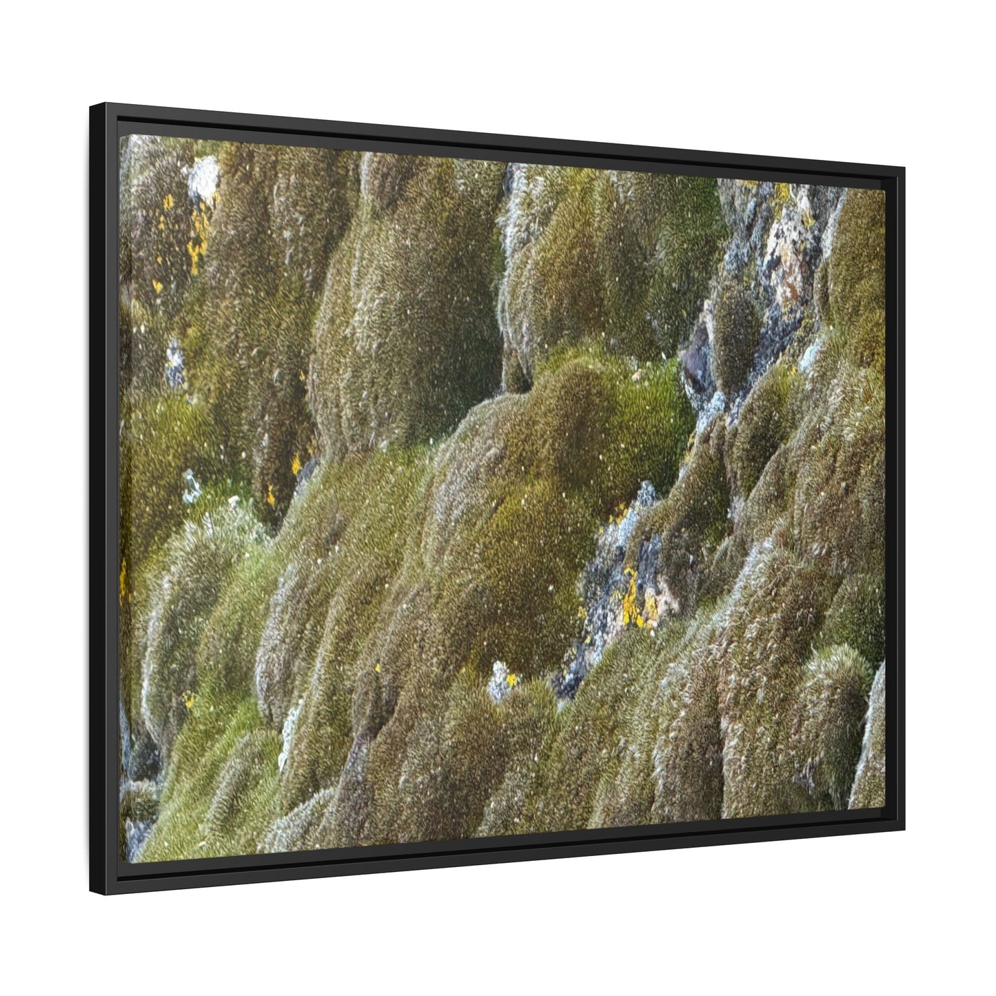 Moss Symphony - Unique Stretched Canvas Wall Art