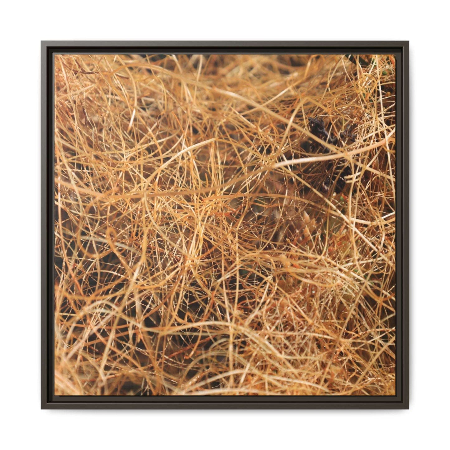 Dried Grass - Unique Stretched Canvas Wall Art - Art By Earth
