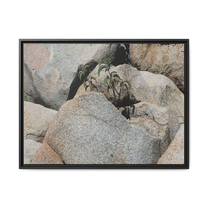 Desert Plant Thriving Among Rocks - Unique Stretched Canvas Wall Art