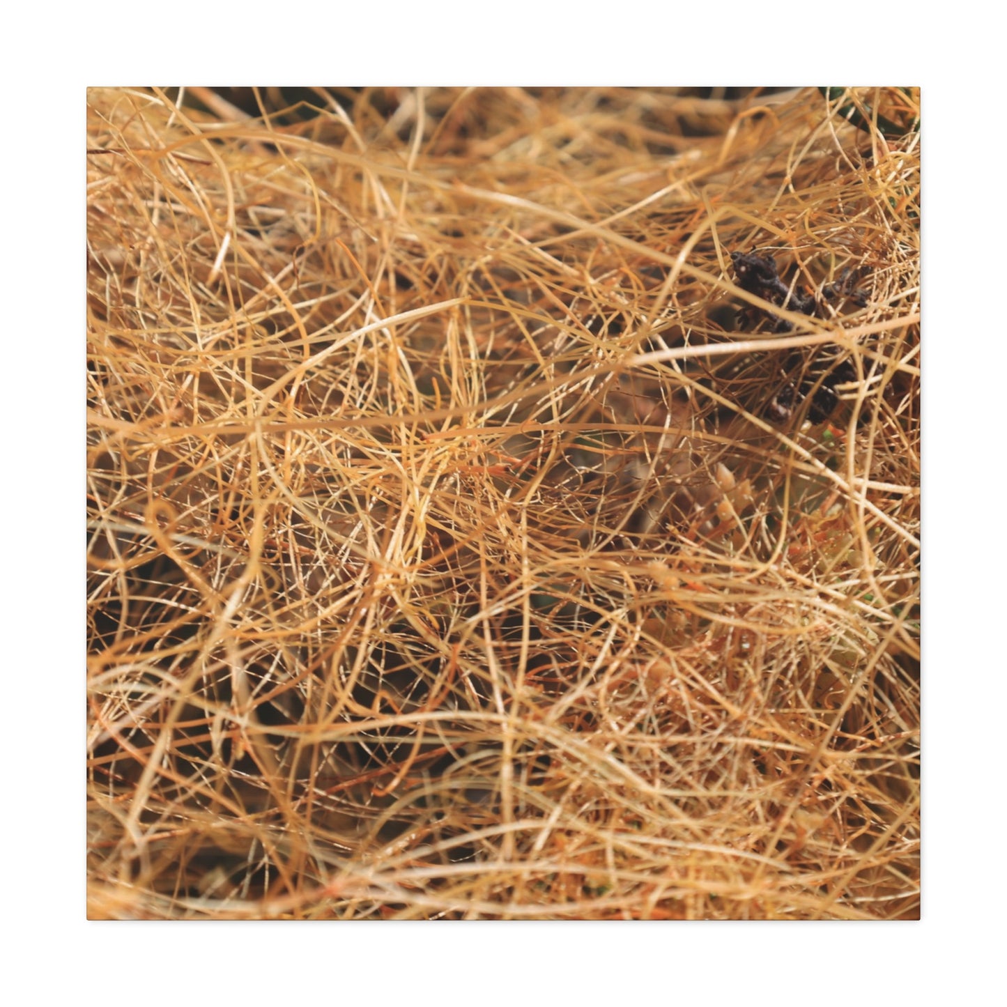 Dry Grass - Unique Frameless Canvas Wall Art - Art By Earth
