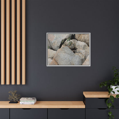 Desert Plant Thriving Among Rocks - Unique Stretched Canvas Wall Art