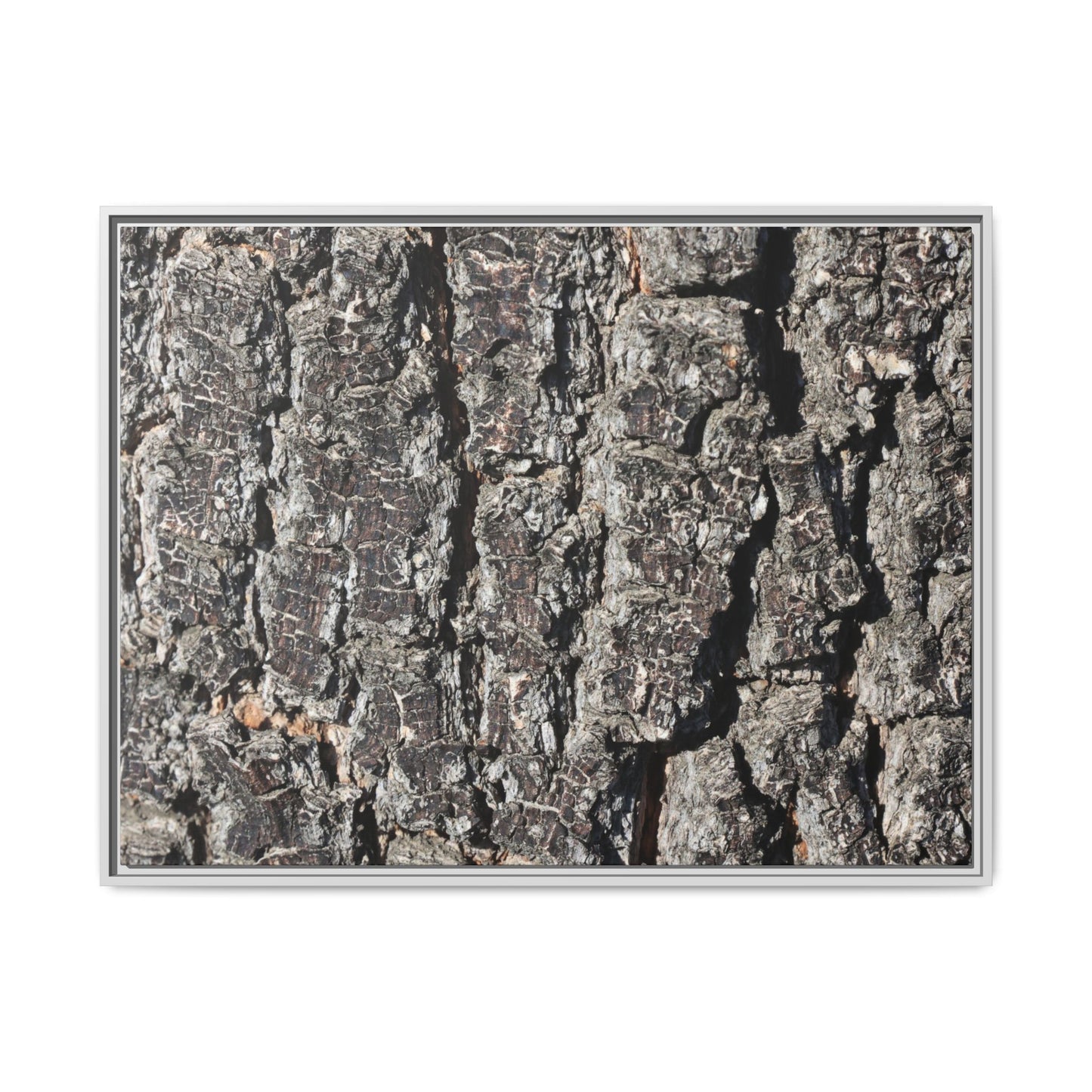Bark Study in Gray - Unique Stretched Canvas Wall Art - Art By Earth