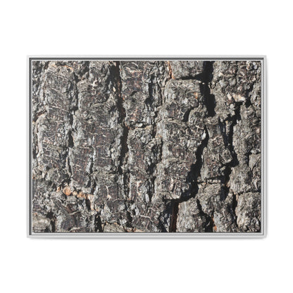 Bark Study in Gray - Unique Stretched Canvas Wall Art - Art By Earth