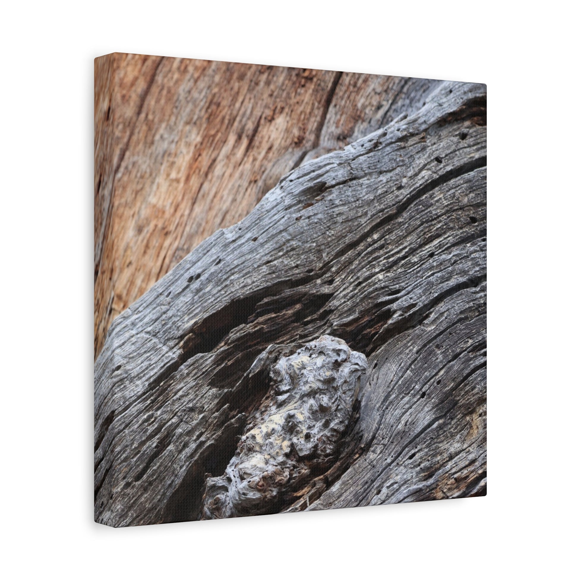 Tree Bark Texture - Unique Frameless Canvas Wall Art - Art By Earth
