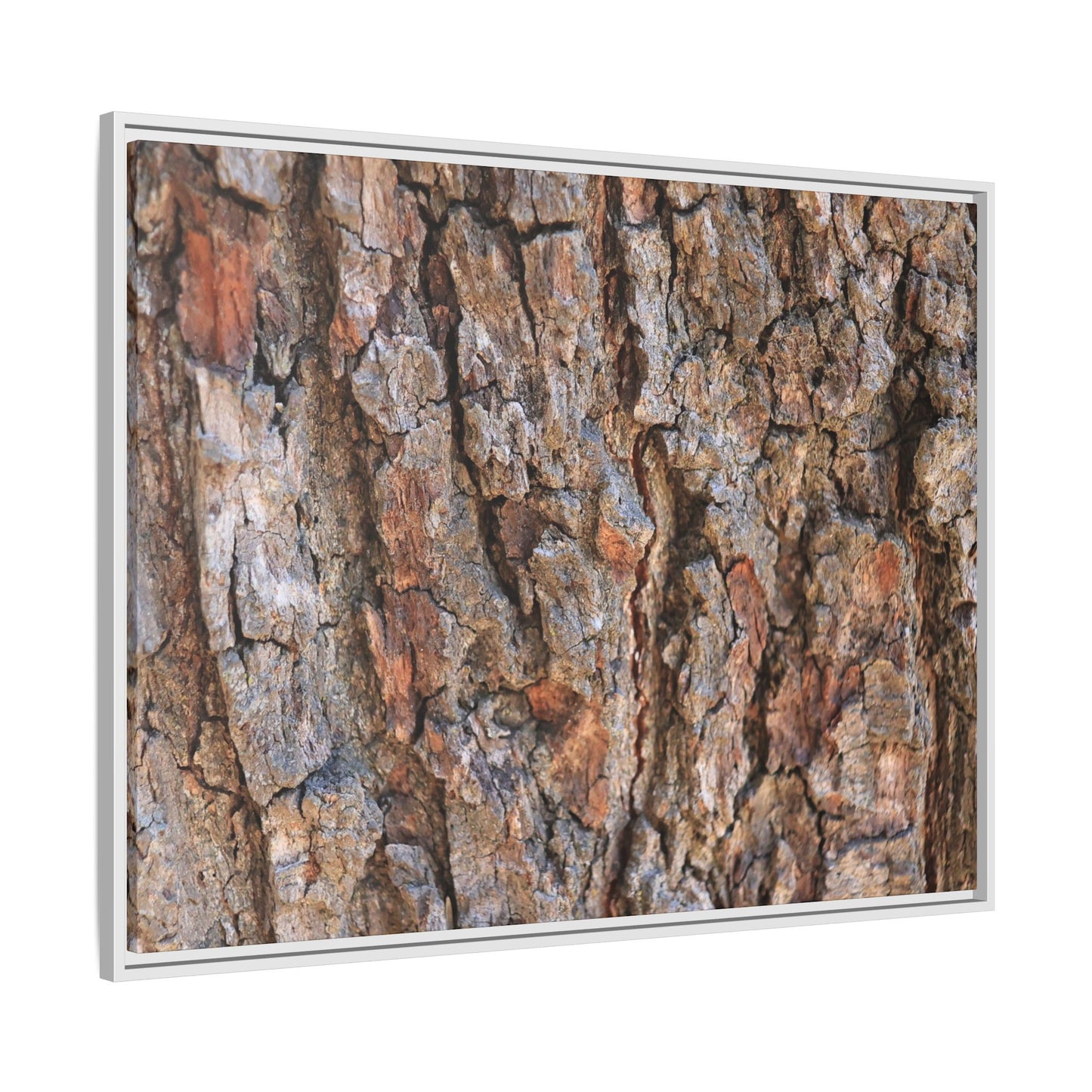 Tree's Timeworn Tale - Unique Stretched Canvas Wall Art - Art By Earth