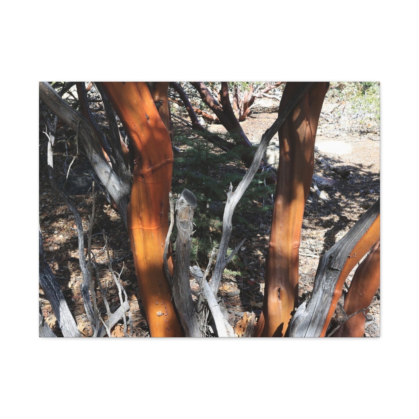 Peeling Bark of Ancient Trees - Unique Frameless Canvas Wall Art